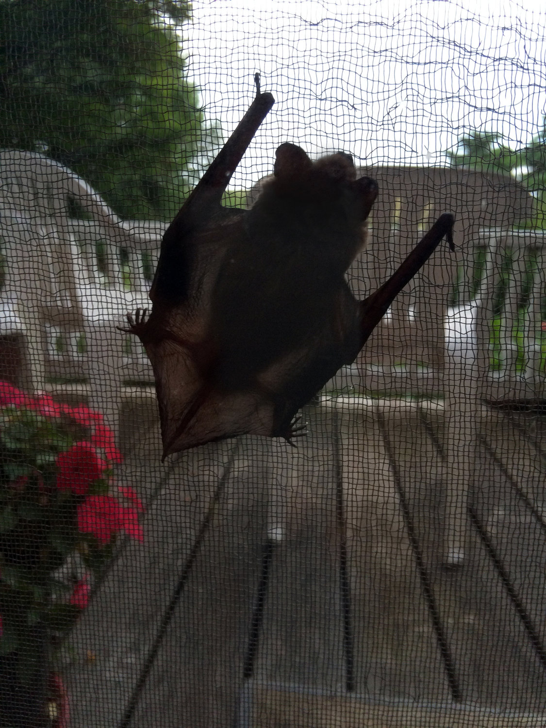 Knock, knock: A bat checks out a home.